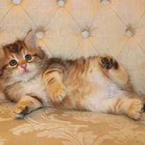 Сибиряки питомник, в Казани