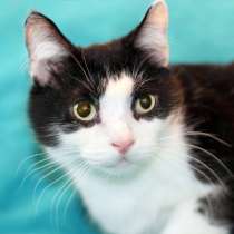 Очень душевный котик Маркиз ищет дом, в Москве