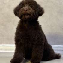 Toy puddle. Chocolate girl, в г.Берлин