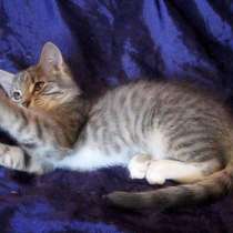 Порода - Европейская короткошерстная (Девочка 3 мес.), в г.Усть-Каменогорск