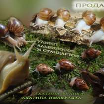 Африканские улитки Ахатина Фулика - Николаев, в г.Николаев