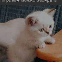 Продается девочка ? шотландка, в г.Донецк