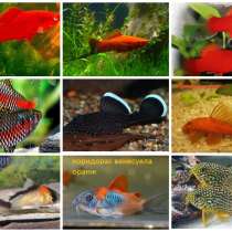 Рыбки креветки, растения, корм для рыбок, в Санкт-Петербурге