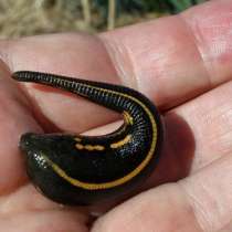 Пиявка сушеная и живая, в Старом Осколе