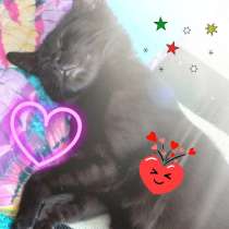 Котёнок в добрую семью, в Липецке