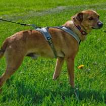 Пёсик размером с кошку, в Санкт-Петербурге