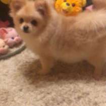 Щенки шпица, в Дмитрове