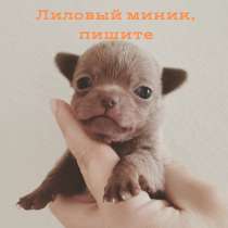 Лиловый мини мальчик, в Химках
