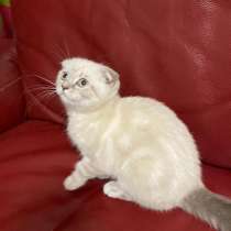 Скотиш фолд котенок, в г.Хельсинки