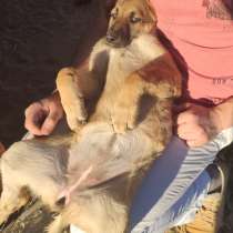 Игривая девочка-щенок с милой привычкой, в Санкт-Петербурге