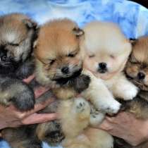Дружные малыши померанского шпица мини ждут своих родителей, в г.Варшава