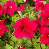 Рассада цветов, в Новосибирске