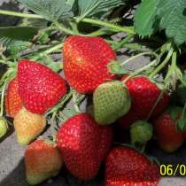 Плодовые и декоративные растения, в Курске