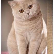 Попутные перевозки, в г.Брилон