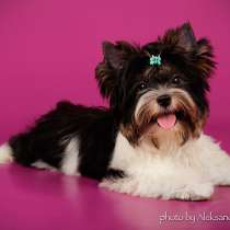 Красивый малыш бивер-йорка, в г.Киев