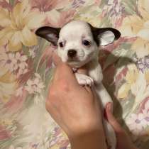 Продается щенок чихуахуа (chihuahua), в г.Таллин