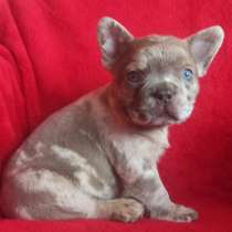 French bulldog. Blue eyes. Merle boy's, в г.Берлин