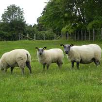 Племенные овцы Блю-де-Мейн (Скот из Европы), в Красноярске