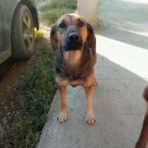 Ласковая девочка Пипа ищет дом!, в Москве