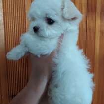 Щенки болонка мальтезе, в Новосибирске