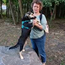 Хорошенький щенок с пушистыми ушками, в Санкт-Петербурге