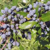 Магония падуболистная. Семена и саженцы с доставкой, в Томске
