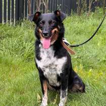 Идеальный компаньон для Вашей семьи, молодая собака Ника, в Москве