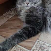 Котята породы Мейн Кун, в Москве