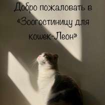 Передержка кошек, в Краснодаре