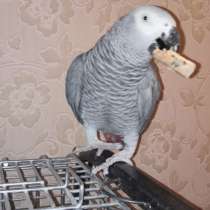 Говорящий попугай Жако, в г.Тбилиси