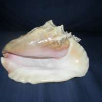 Раковина. Большая, в Москве