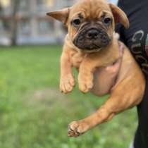 Francuzkij buldog, в г.Рига