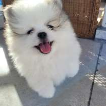 Мальчик померанский шпиц 2,5 месяцев, в г.Ашкелон