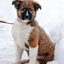 Замечательный красавец, домашний щенок Мишутка в добрые руки, в Москве