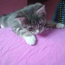 !!!Окрас «Табби»!!!, в г.Усть-Каменогорск