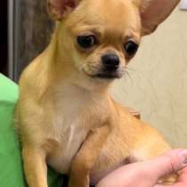 Chihuahua. Girl, в г.Гросенхайн