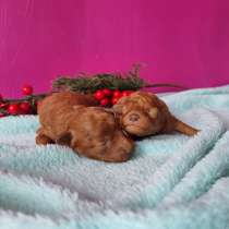 Щенки тойпуделя красный черный абрикос доставка по миру, в Москве