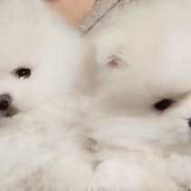 Продам померанский шпиц, в г.Стамбул