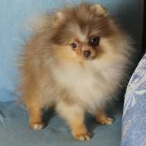 Померанский шпиц медвежонок, в Москве