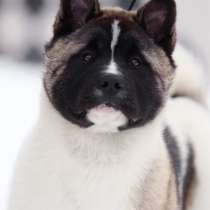 Американская акита щенки, в Москве