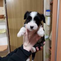 Щенки Китайская хохлатая/ Hiina harjaskoeri kutsikad, в г.Таллин