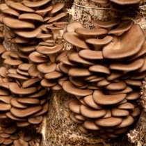 Мицелий гриба вешенка и готовые блоки, в Костроме