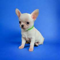 Chihuahua. Boy's, в г.Breitscheid