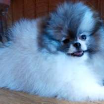 Померанский шпиц, в г.Берлин