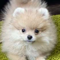 Померанский шпиц, в г.Маниса