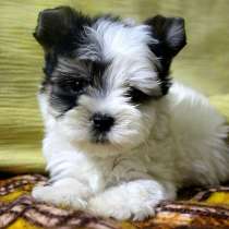 Бивер йорк, в Архангельске