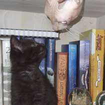 Котята, в Владимире