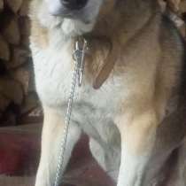 Пропала собака. Электросталь и рядом, в Электростале