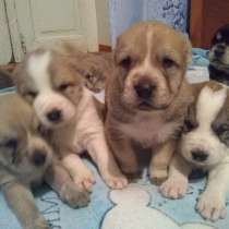 Щенки Алабай, в г.Тирасполь