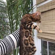 Чистокровный бенгал. Спрашиваем, как друга в семью, так т в, в г.Imola